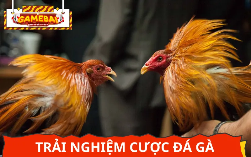 Cá cược vào trận đá gà live